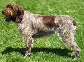 GRIFFON CU PAR ASPRU